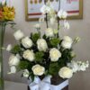 Orquídea Paz